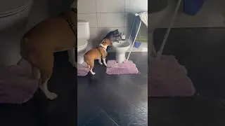 Банди и Яся добывают воду!