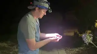Herpin' the Driveway