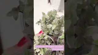 Вторая любовь после вышивки 🌿 Каллизия розовая пантера #callisia #комнатныерастения #shorts #plant
