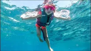 SWIMMING WITH DOLPHINS, SHARKS, & MANTA RAYS