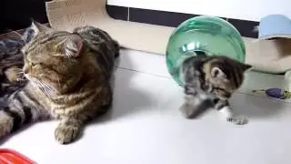 Funny cats