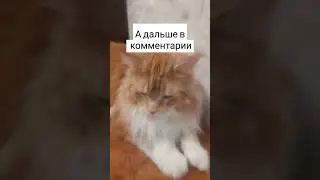 чипи чипи чипи