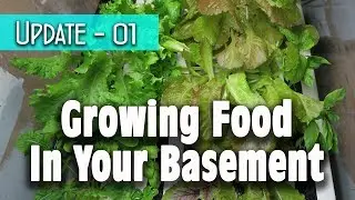 Growing Food In Your Basement