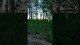 Смелый заяц русак 😂