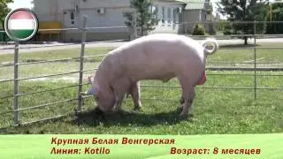 Фридом Фарм Бекон: племенные свиньи породы 'Крупная белая'