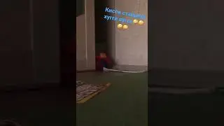 Хугги стащил её а Кисси ево