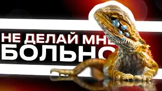 КАК НЕ НУЖНО СОДЕРЖАТЬ БОРОДАТУЮ АГАМУ 💀