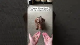 Memes at 3am #meme #memes #short #shorts #reels #funny #trending #animals #viral #relatable #comedy