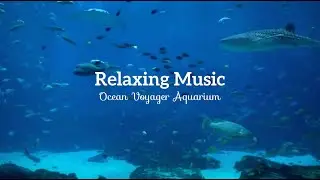 Beautiful 6 Hour Ocean Voyager Aquarium Screensaver HD with Relaxing Music