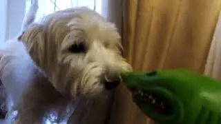 АКУЛА НАПАЛА НА СОБАКУ SHARK PUPPET eat my DOG Акула ест нашу собаку