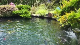 Вьетнам Далат парк цветов 💐 и красочных рыбех