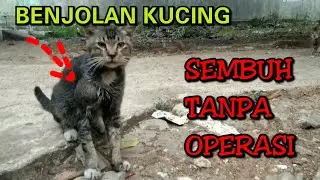 Benjolan pada kucing - cara mengobati benjolan kucing abses pada kucing hernia dan tumor kucing