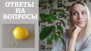 Growing lemon from seed: frequently asked questions. Lemon care.
