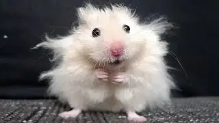 Śmieszne Chomiki | Zabawne i Słodkie Chomiczki | Crazy & Cute Pet's