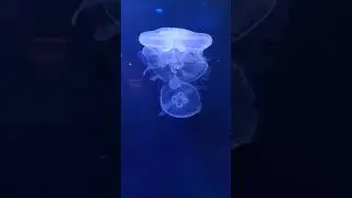 Медузка 