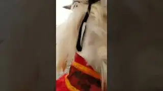 قريبا ..#shorts #بوجلود_2022 #bojlod #maroc #amazigh #kanzonvlogs #بوجلود