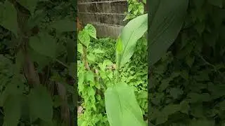 My garden in Poly