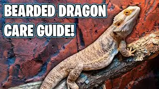 Bearded Dragon Care Guide