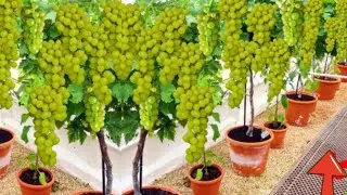 How to propagate grapes tree from banana fruit in aloe vera