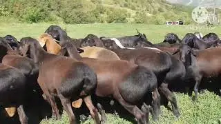 Гисар