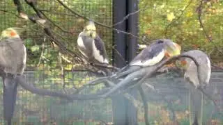 Animal love