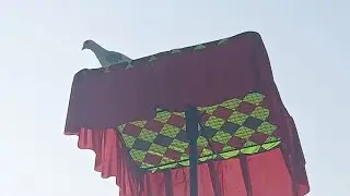 Pigeons Sewa Parcel Allover India !! 7494900384 Contact Pihu Kabootar Farm Kurukshetra Haryana Delhi