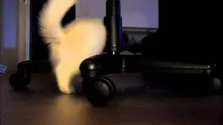 joschi: eine neue spielzeug maus :)