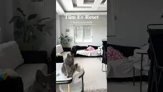 Detailed Cleaning of My Entire House ✨ 