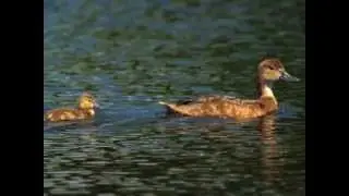Redhead - Duck Species Profile