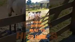 Arthur Helps Out At The Emerald Ranch Corral, in Red Dead Redemption 2