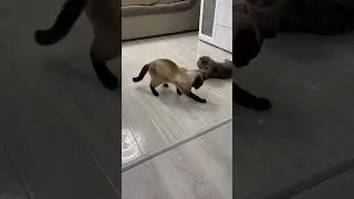 #cat