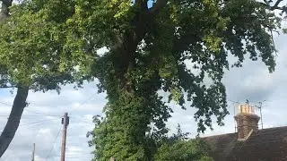 Oak Tree Felled (for no good reason) - 1872-2022 -