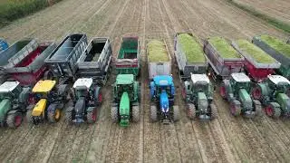 Trinciato di mais Dekalb 2024 (FE)