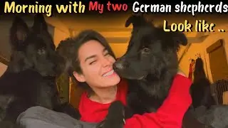 Morning With My Two German Shepherds Look like..