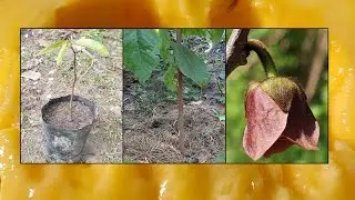 How long does asimina triloba seedling take to flower and fruit?