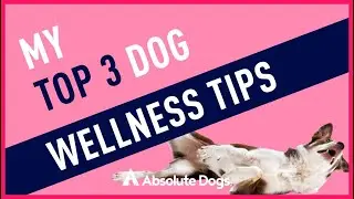 My Top 3 Dog Wellness Tips