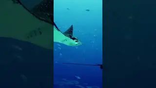 Top 10 Amazing Facts About Manta Rays for Kids! Educational Video #mantarays #seacreatures
