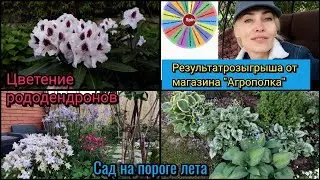 Прогулка по саду. цветение рододендронов. результат розыгрыша.