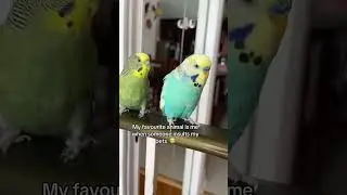 Do not insult my animals😭😭😭 #pets #parrot #budgie #fyp #animals #animal #bird #foryou