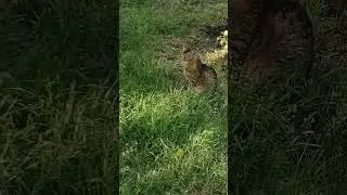 Mr.Cat