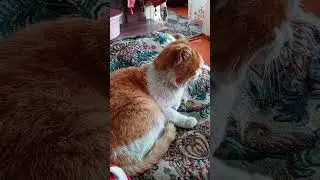 Стоять ковбой 🤠