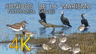 🎧 5 Minutos con los SONIDOS de las AVES 🐦💦 de la BAHÍA.