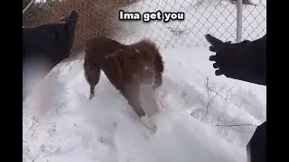 Playing In The Snow | ft. IzzyAndSpringTheAussies