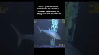 Ce n'est pas de l'IA ! On ne connait que 5% de l'océan... 😱