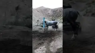 Аспи Бузи