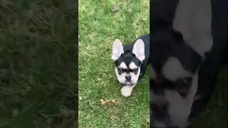 Busy Baby Bulldog. Frankie the Frenchie!  #frenchbulldog #bulldog #zooms #zoomies #frenchie #dog