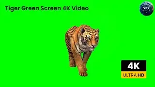 Tiger green screen 4K Video #greenscreen #animals #tiger #wildlife #edit #editing #viralvideo #vfx