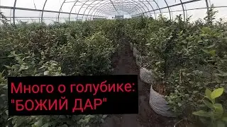 How to Grow Blueberries in Containers for an Early Harvest in a Greenhouse / Visiting the UP 