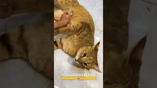 Пугающие инстинкты мамки чаузи Торви 😹