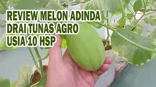 Review Sekejap Melon Adinda Tunas Agro di ketinggian 800 mdpl Usia 10 hari setelah polinasi